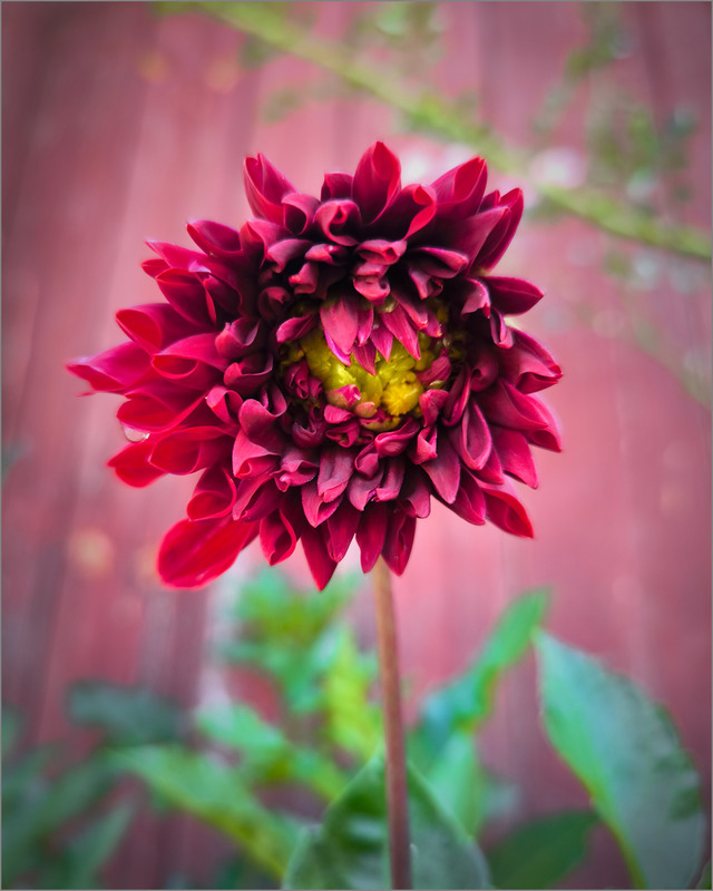 Фотографія І знов ЖОРЖИН а як же Я? / Олена Смерека / photographers.ua