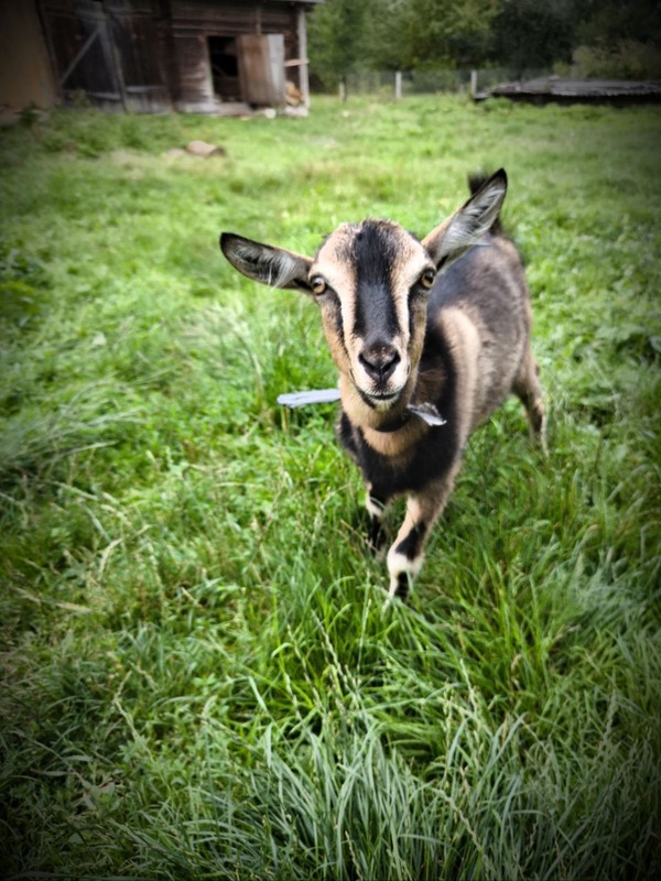 Фотографія Фотосесія для кізоньки. / Олена Смерека / photographers.ua