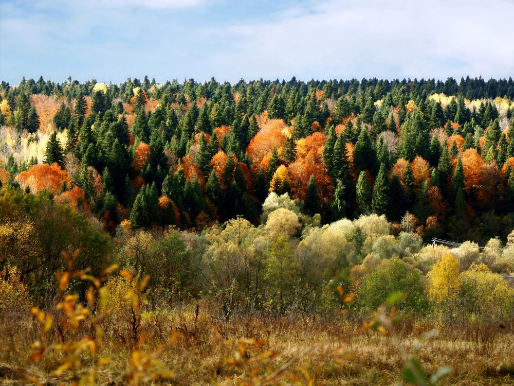 Фотографія Золота осінь / Олена Смерека / photographers.ua