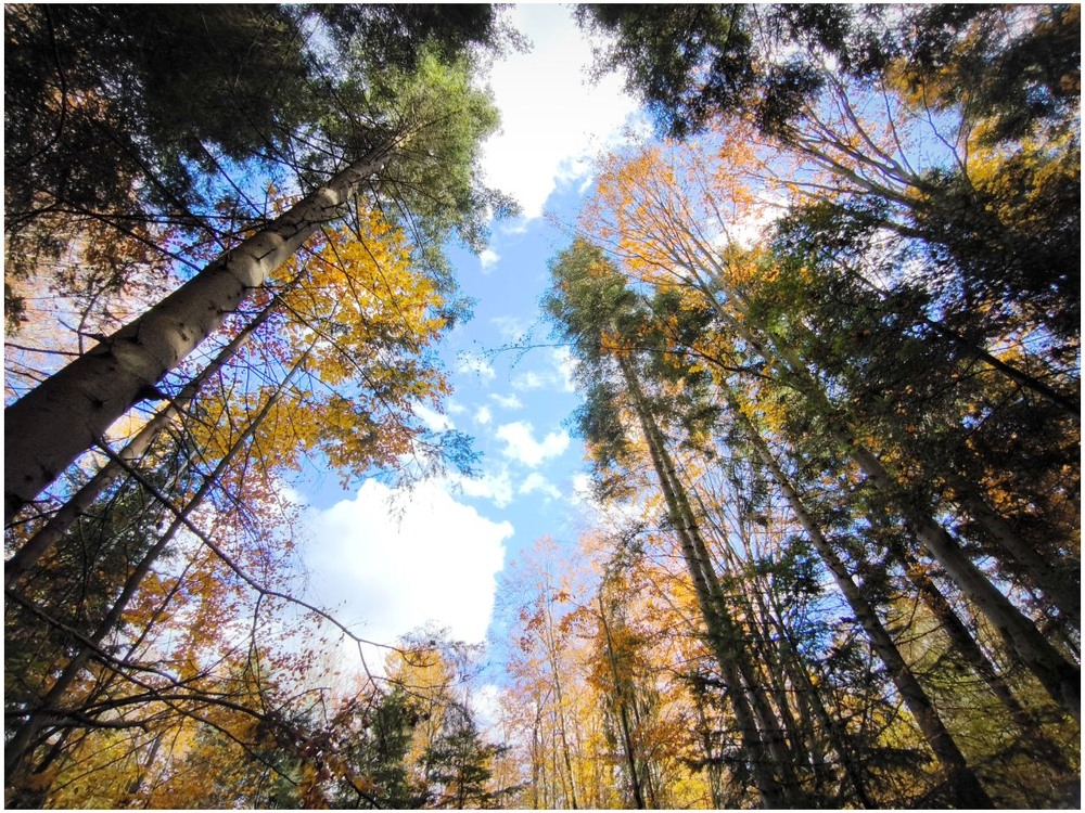 Фотографія Небо шепче про любов. / Олена Смерека / photographers.ua