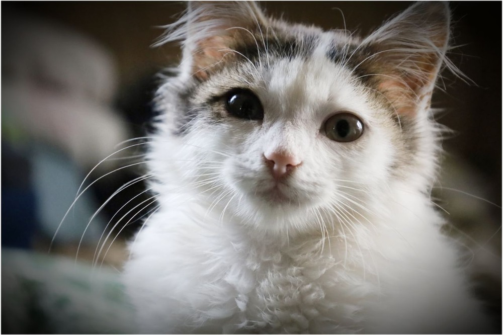 Фотографія Мусік / Олена Смерека / photographers.ua