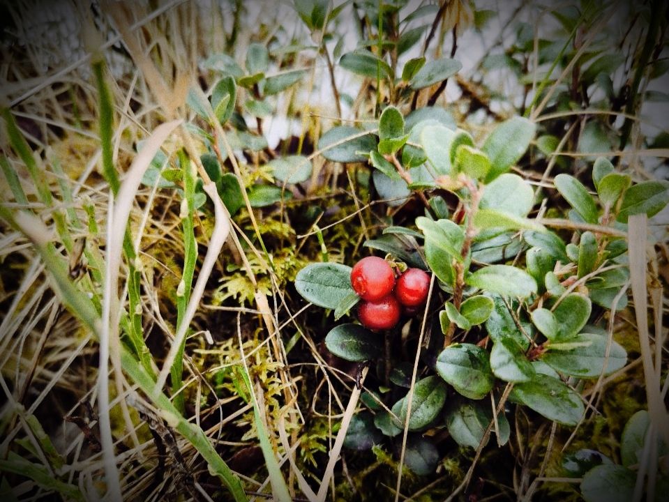 Фотографія «Тихе виживання» / Олена Смерека / photographers.ua