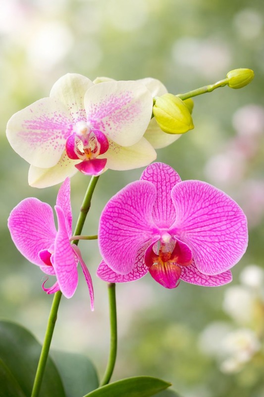 Фотографія А у нас весна! / Олена Смерека / photographers.ua