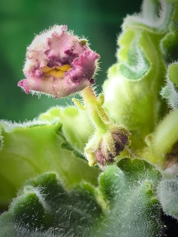 Фотографія Таємниця народження дива! / Олена Смерека / photographers.ua