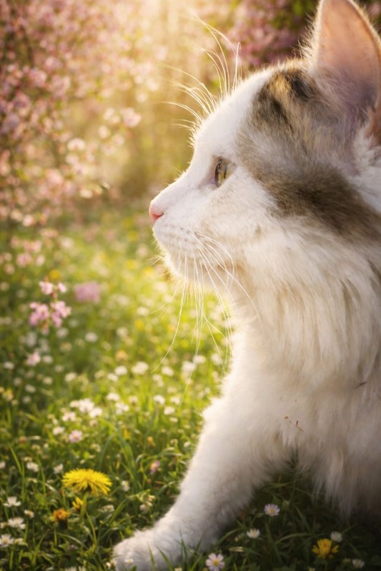 Фотографія Мусік.Спостерігач пробудження. / Олена Смерека / photographers.ua