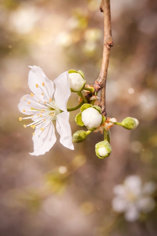 Фотографія Коли приходить час. / Олена Смерека / photographers.ua