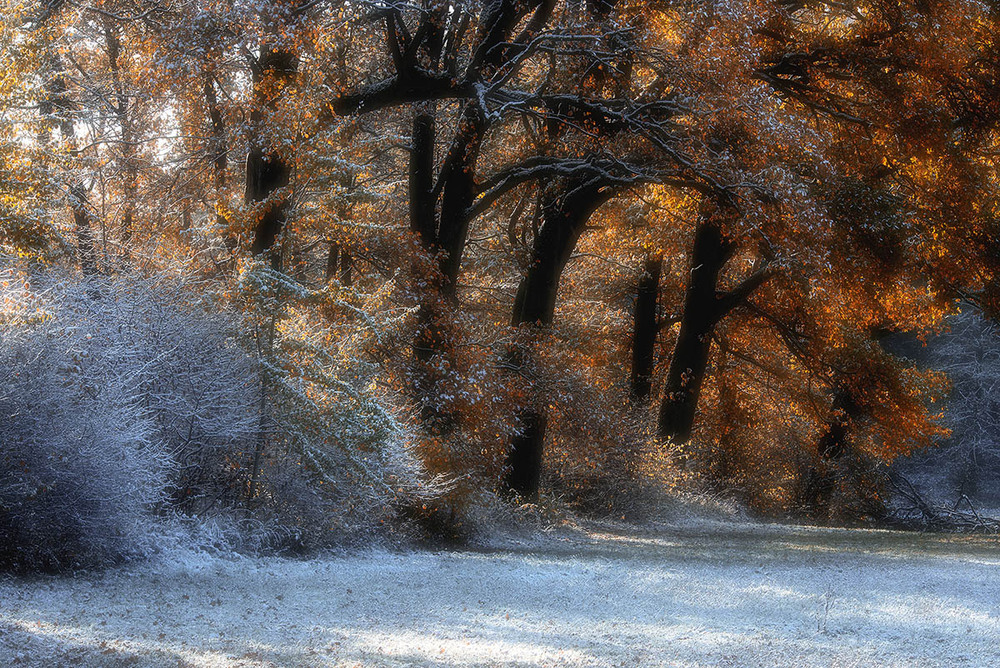 Фотографія Перший сніг / Володимир Кожевніков / photographers.ua