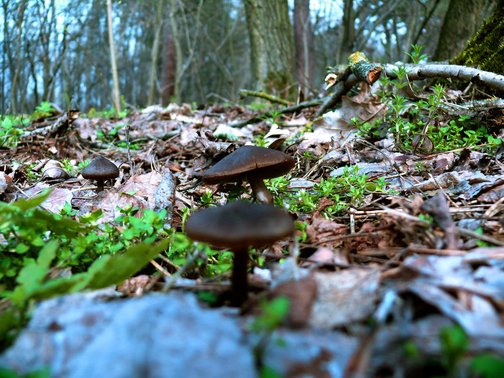 Фотографія Весняні гриби / Less Nick / photographers.ua