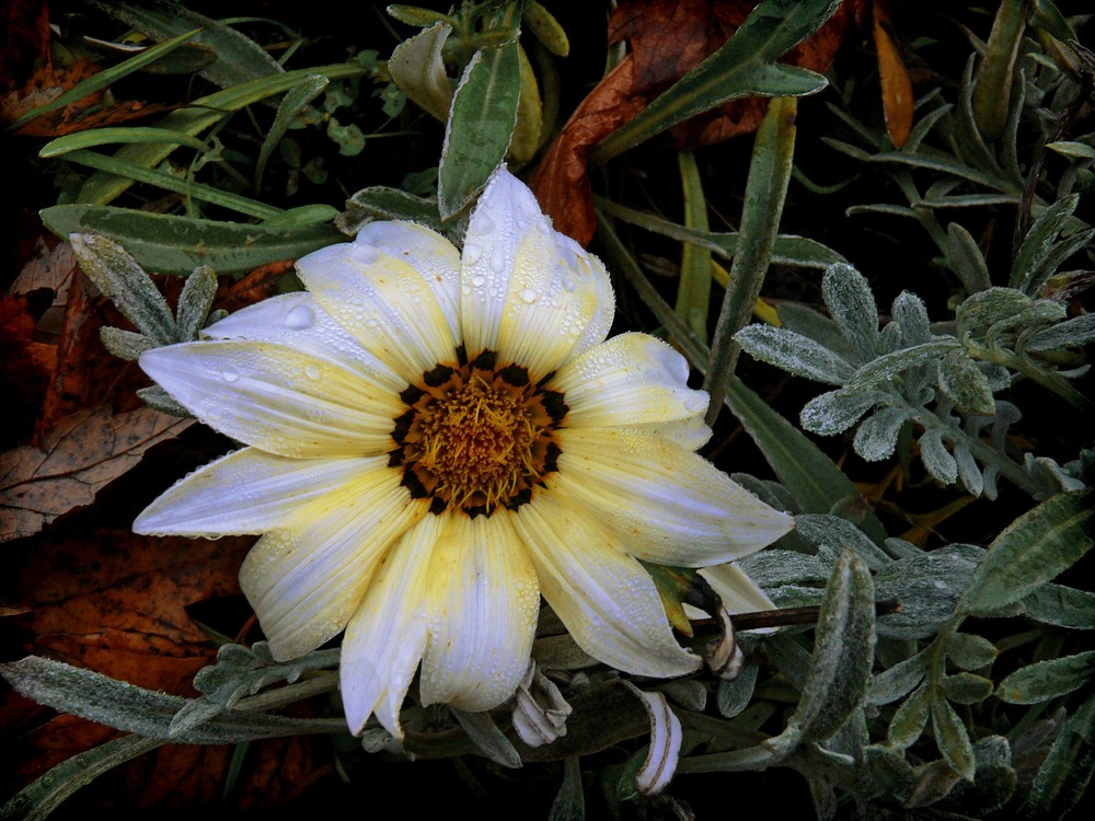 Фотографія Осінні барви квітів / Less Nick / photographers.ua