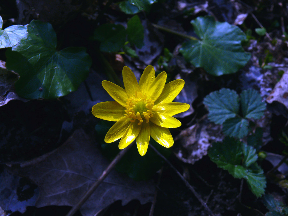 Фотографія Лісова квітка / Less Nick / photographers.ua