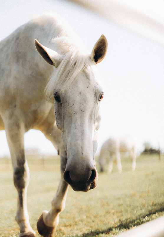 Фотографія *** / Valerii Batai / photographers.ua