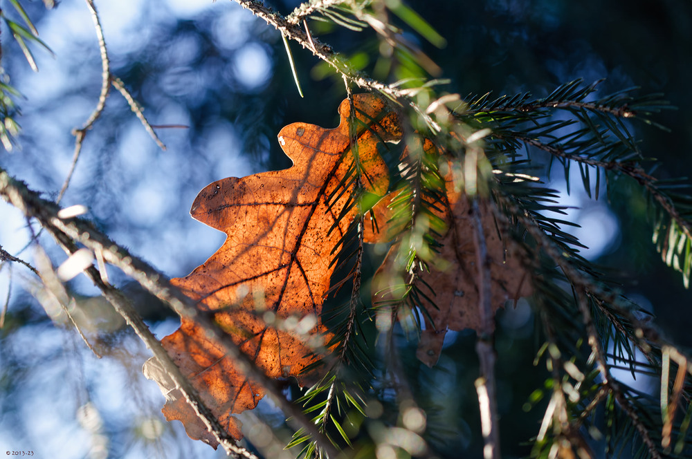 Фотографія Згадана осінь - думай про весну.. / AlexPP / photographers.ua