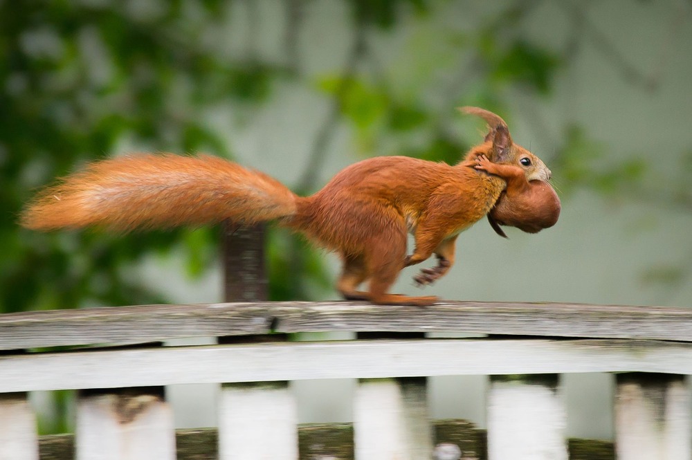 Фотографія Боже, що я несу! / Светлана Головнёва / photographers.ua