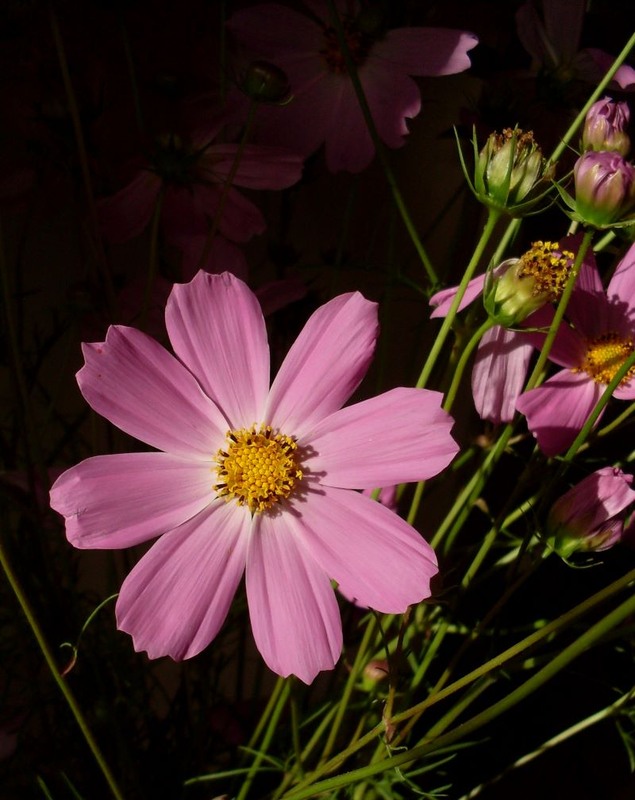 Фотографія Космея / Anastasia Kuts / photographers.ua