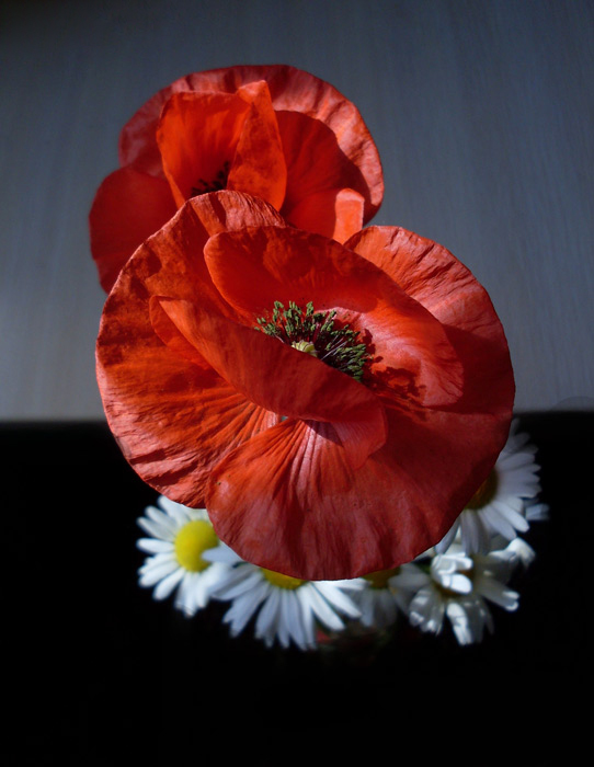 Фотографія Мак / Anastasia Kuts / photographers.ua