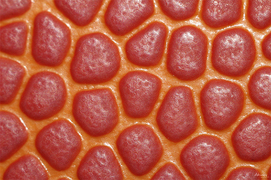 Фотографія Баскетбольний м'яч / Volodymyr Akimov / photographers.ua