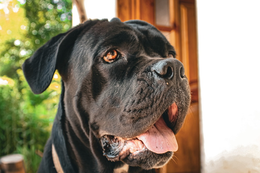 Фотографія Разное / Чемес Олександра / photographers.ua