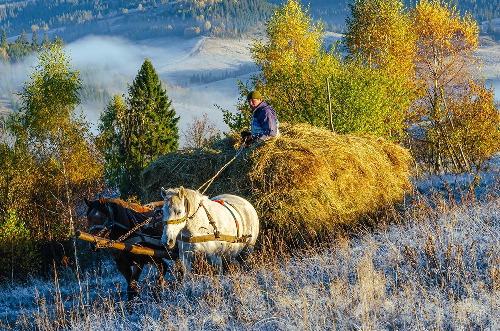 Фотографія Сільські клопоти / Володимир Циба / photographers.ua