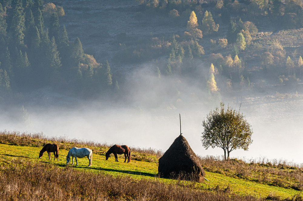 Фотографія На полонині / Володимир Циба / photographers.ua