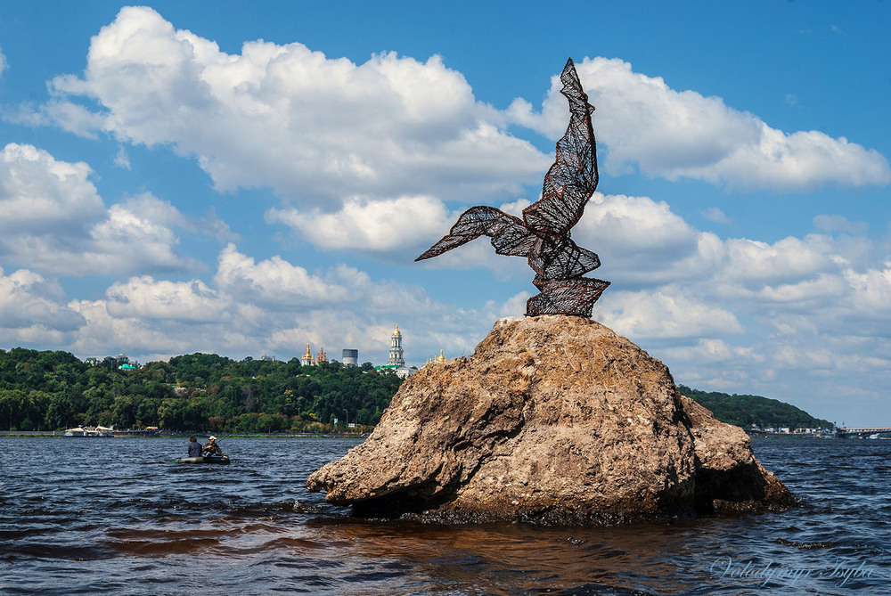 Фотографія Рідкісний птах долетить до середини Дніпра! / Володимир Циба / photographers.ua