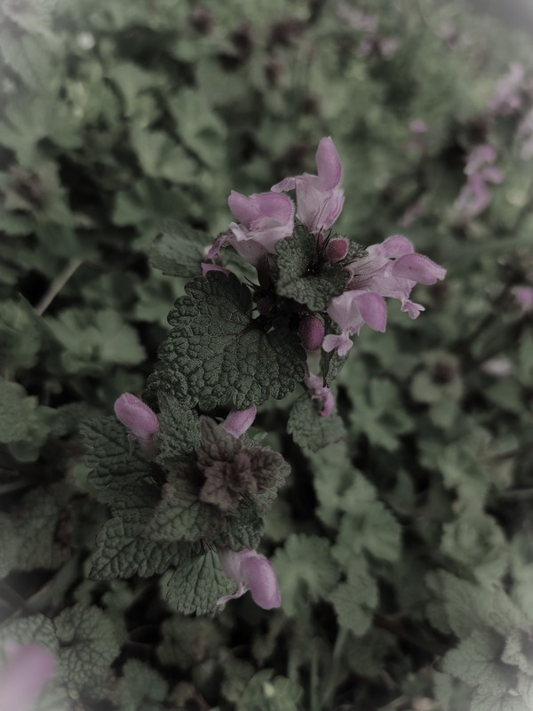 Фотографія У мріях про колір / Світлана / photographers.ua