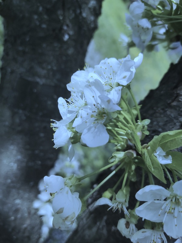 Фотографія ...і білим цвітом повниться земля... / Світлана / photographers.ua