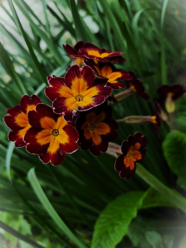 Фотографія червоному пасує золотий))) / Світлана / photographers.ua