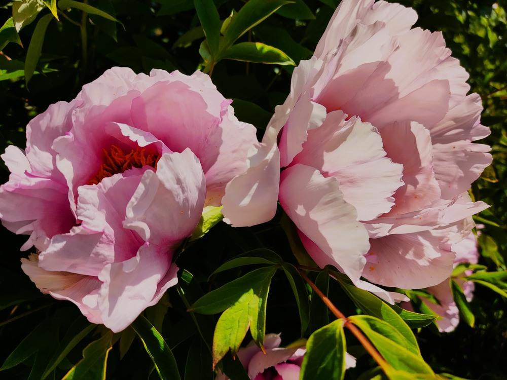 Фотографія А двоє то історія... / Світлана / photographers.ua