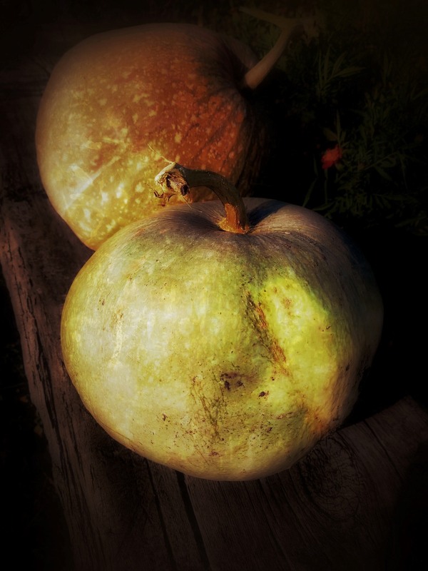 Фотографія Врожай 2024 / Світлана / photographers.ua