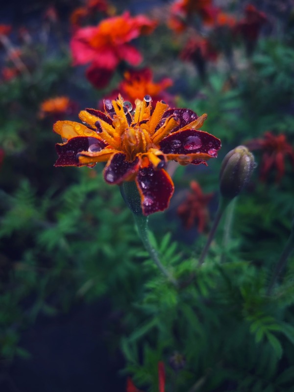 Фотографія Чорнобривчик / Світлана / photographers.ua