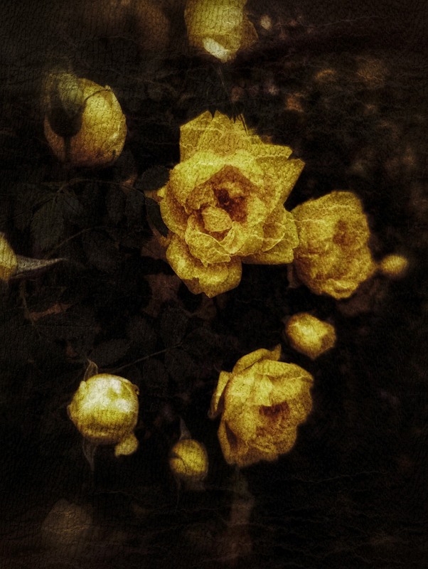 Фотографія Жовтий. / Світлана / photographers.ua