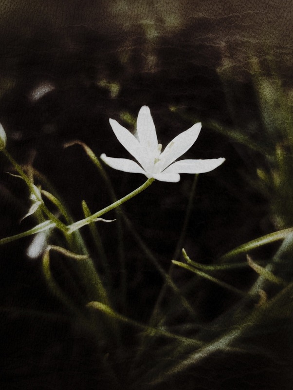 Фотографія Білий / Світлана / photographers.ua