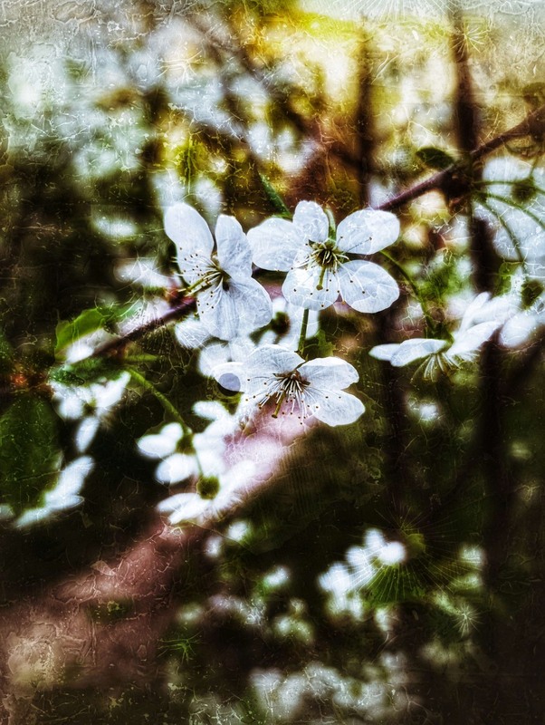 Фотографія Вишневий / Світлана / photographers.ua