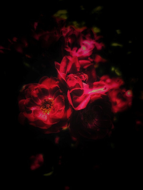 Фотографія Відтінок / Світлана / photographers.ua