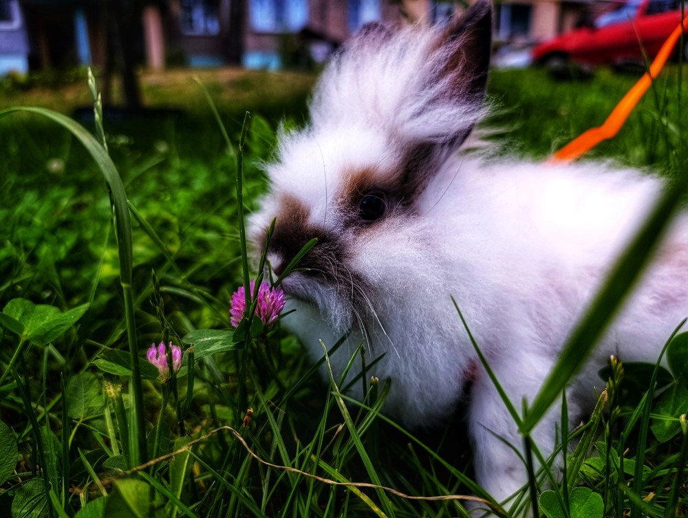 Фотографія Пухнастик / Світлана / photographers.ua