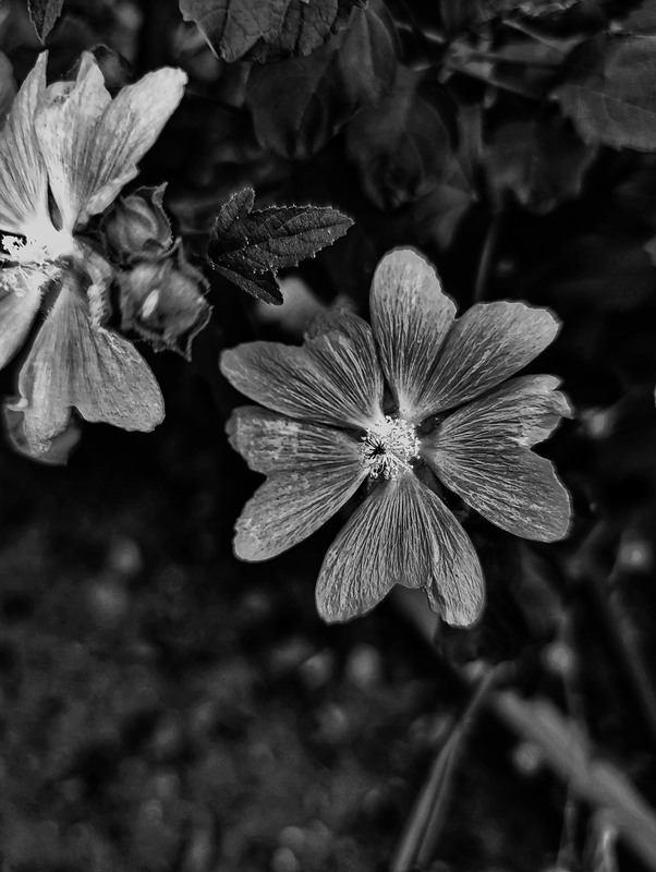 Фотографія Сірий / Світлана / photographers.ua