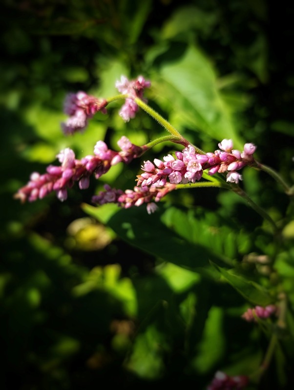 Фотографія Рожевий / Світлана / photographers.ua