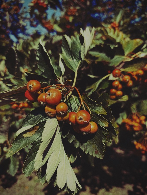 Фотографія Новий сезон. / Світлана / photographers.ua