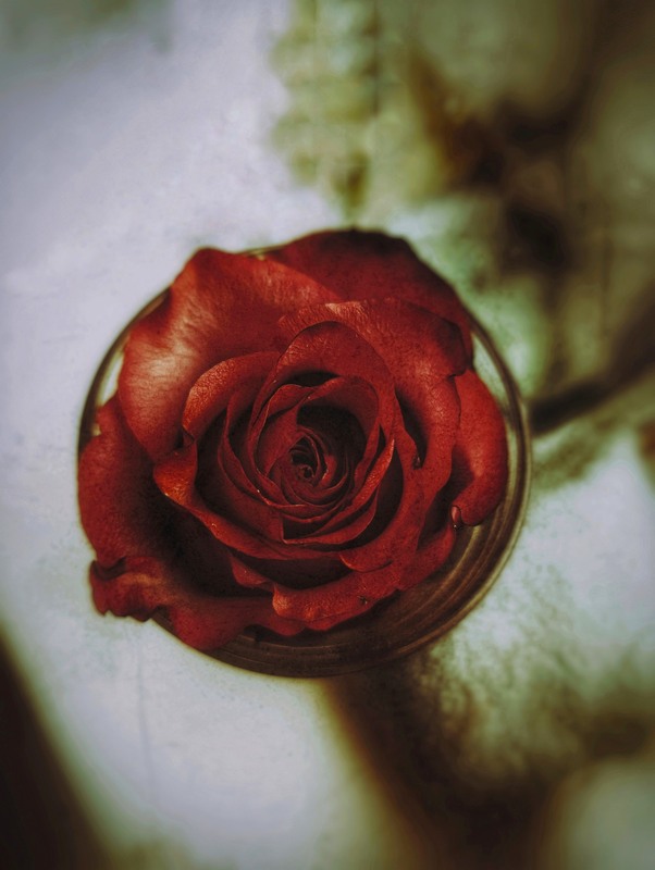 Фотографія ))) / Світлана / photographers.ua