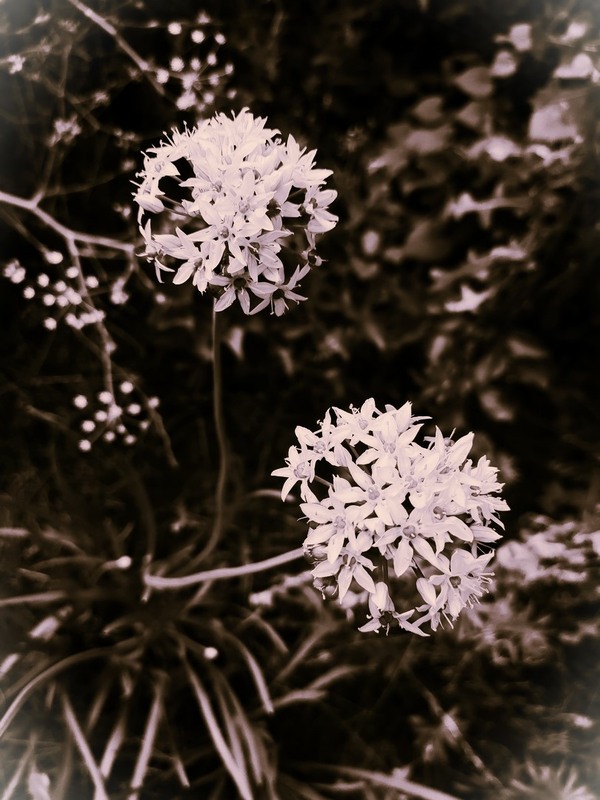 Фотографія Про двох))) / Світлана / photographers.ua