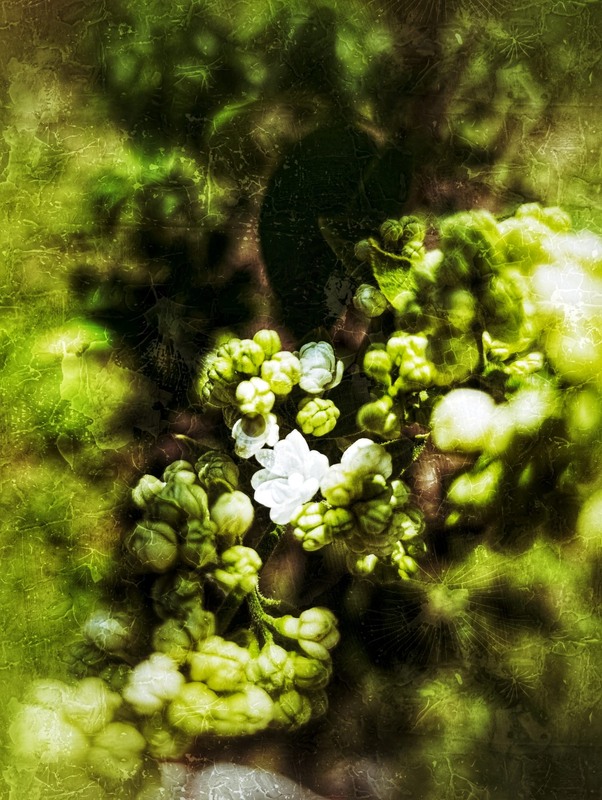 Фотографія Колір / Світлана / photographers.ua