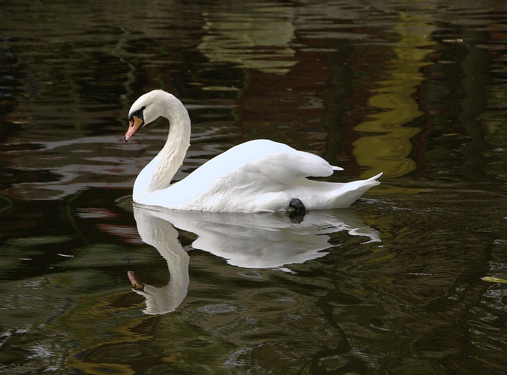 Фотографія Гордая и Красивая / Vysher / photographers.ua