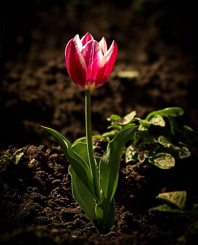 Фотографія ******** / Vysher / photographers.ua