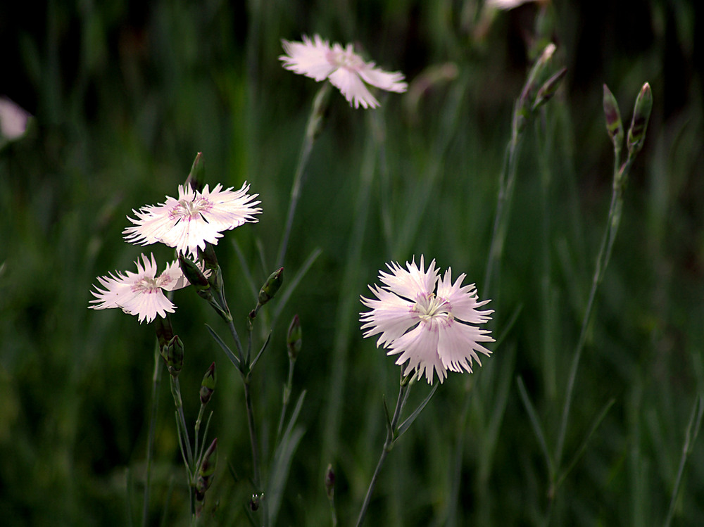 Фотографія ******** / Vysher / photographers.ua