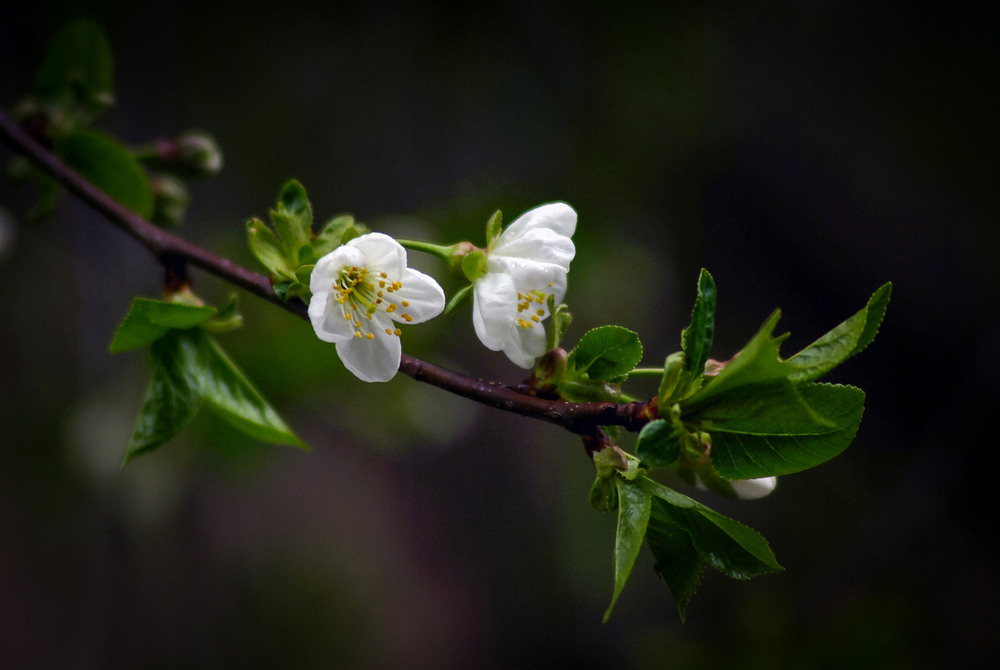 Фотографія Будующие вишни / Vysher / photographers.ua