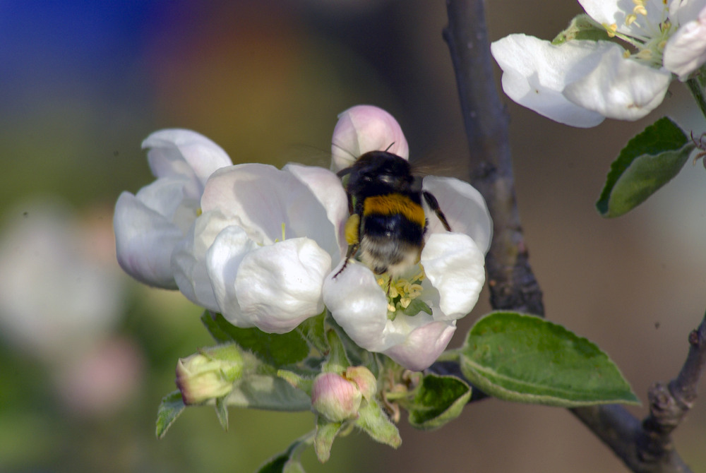 Фотографія Мохнатый шмель на душистый вишня / Vysher / photographers.ua