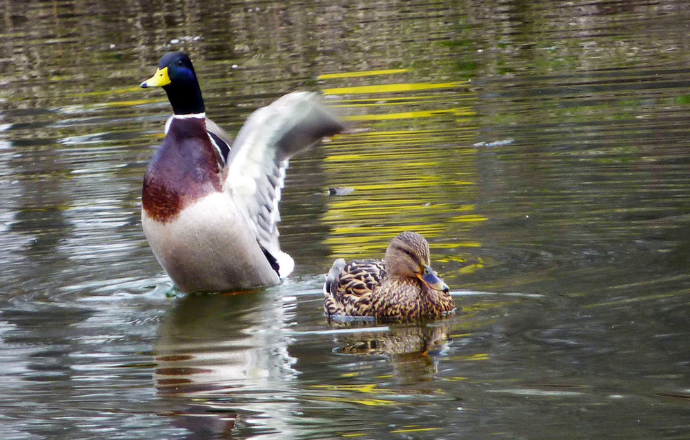 Фотографія Окрылённый / Vysher / photographers.ua