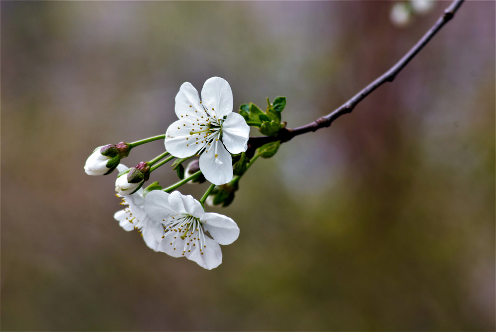 Фотографія у вишневому садочку / Vysher / photographers.ua