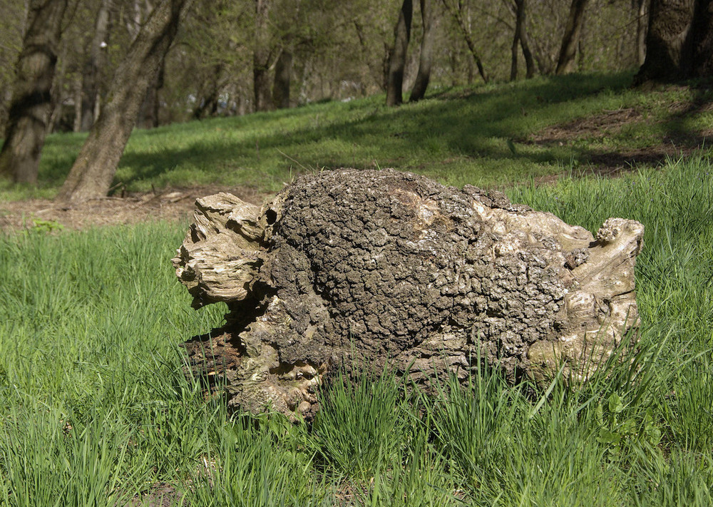Фотографія Деревянный пес / Vysher / photographers.ua