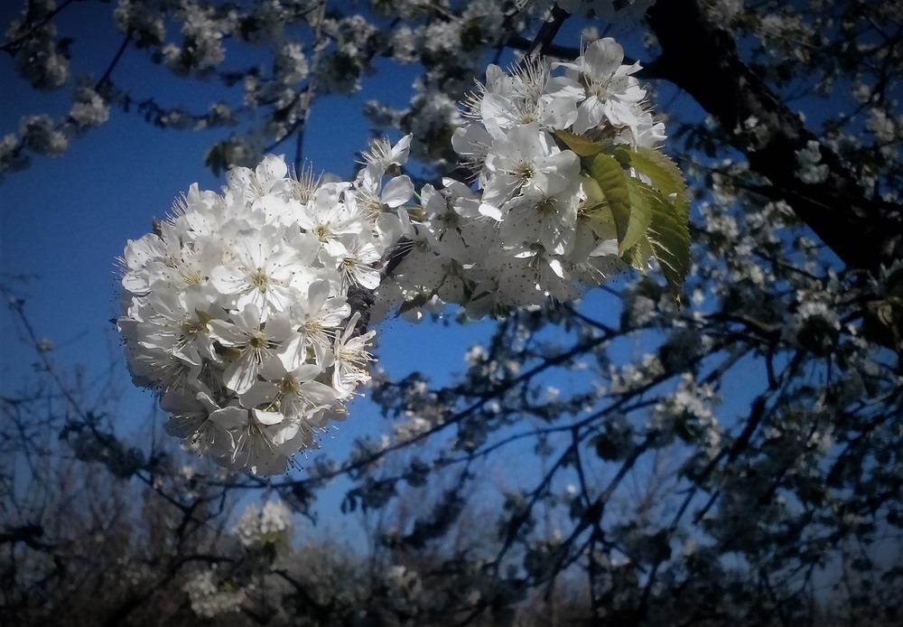 Фотографія Весна !!! / Vysher / photographers.ua